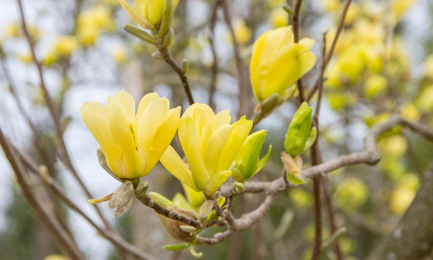 Image 1: Up to Three Magnolia 'Yellow Bird' Standard Tree Plants
