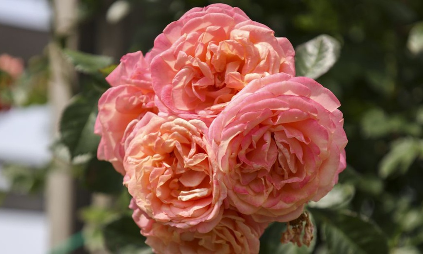 Image 1: Rose of the Year Winners Collection - 4 Plants
