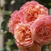 Image 1: Rose of the Year Winners Collection - 4 Plants