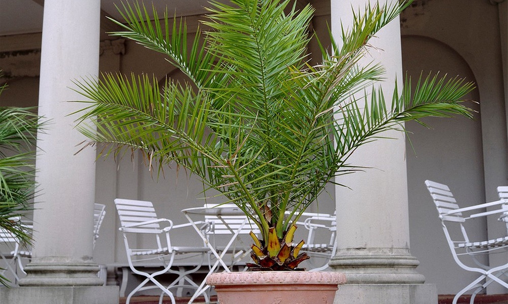 1 of 2 Canarische Dadelpalmen