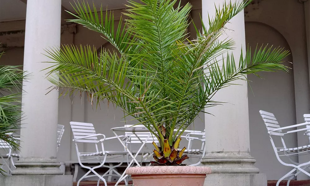 1 of 2 Canarische Dadelpalmen