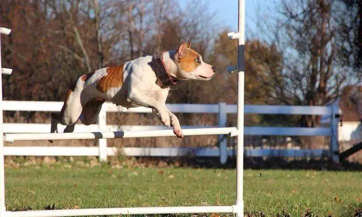 60-Minute In-Home Dog-Obedience Evaluation and Training from TruHartK9 (46% Off) - Primary Image