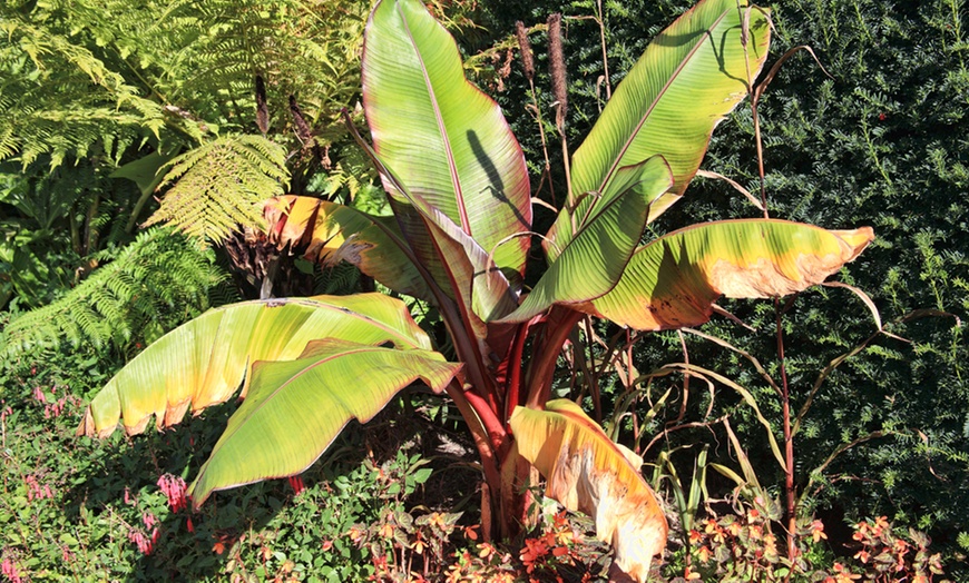 Image 4: Japanese Banana 10.5cm Pot