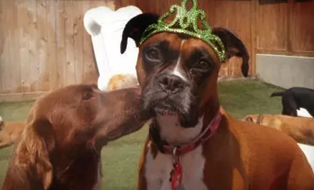 $65 for Five Days of Dog Daycare at Camp Bow Wow ($130 Value) - Primary Image