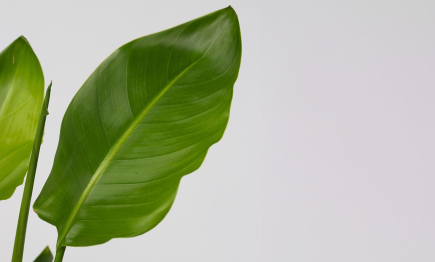 Image 3: Rootz Set of Two Strelitzia Nicolai Bird of Paradise plant
