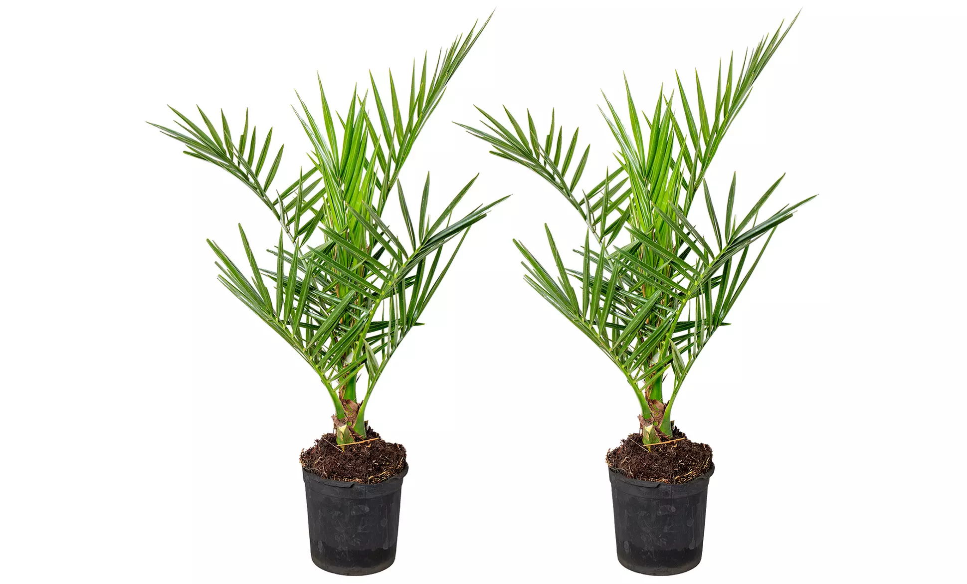 Palmera de Canarias Phoenix Canariensis, Ideal para Terrazas Soleadas - Second Medium