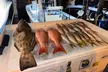 Experience the Ultimate Thrill on a 4-Hour Guided Drift Fishing Trip with All Gear Included - Second Medium