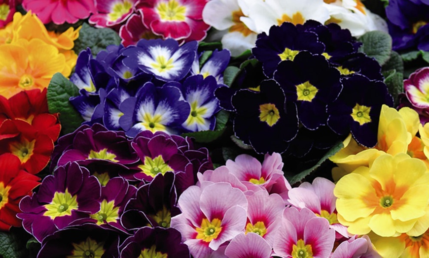 Image 9: Winter Flowering Primrose Mix - 24, 48 or 72 Plug Plants
