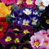 Image 9: Winter Flowering Primrose Mix - 24, 48 or 72 Plug Plants