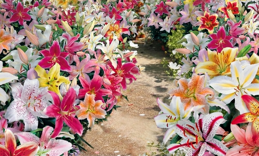 Image 5: 24 or 48 Mixed Giant Oriental Lily Bulbs