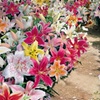 Image 5: 24 or 48 Mixed Giant Oriental Lily Bulbs