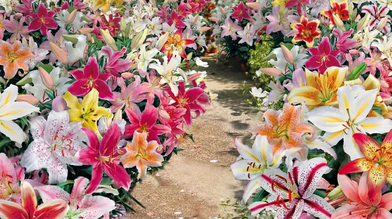 24 or 48 Mixed Giant Oriental Lily Bulbs