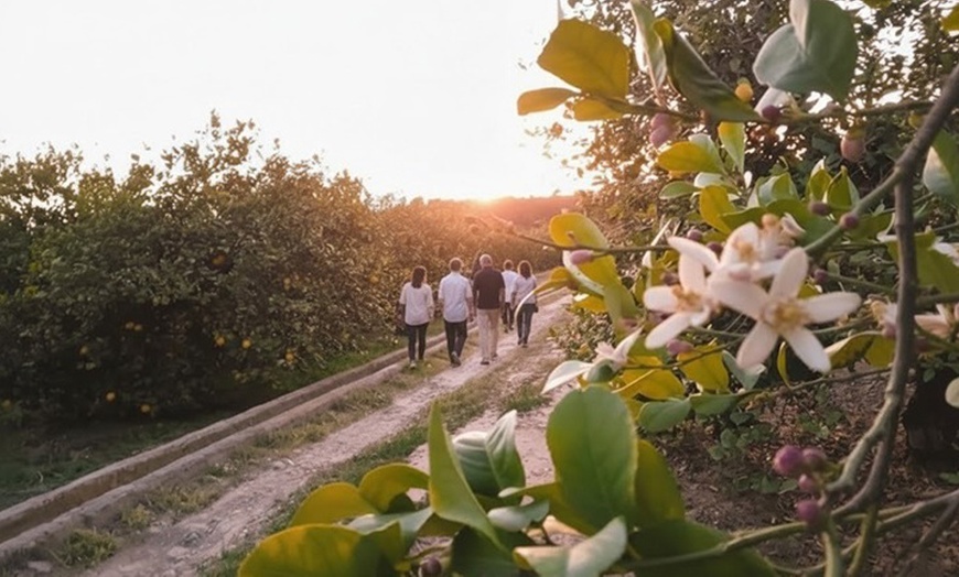 Image 1: Ruta guiada por el Valle del Azahar en flor con cata de vino y queso