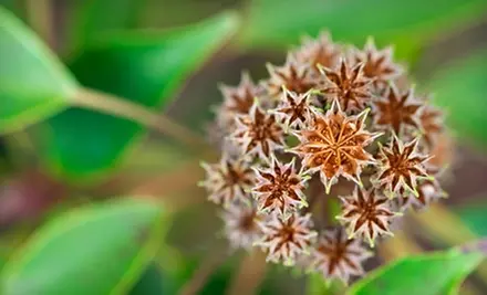 Basic One-Year Membership to UBC Botanical Garden and Centre for Plant Research. Two Options Available.  - Primary Image