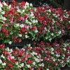 Image 3: Up to 72 Mixed Begonia Plug Plants