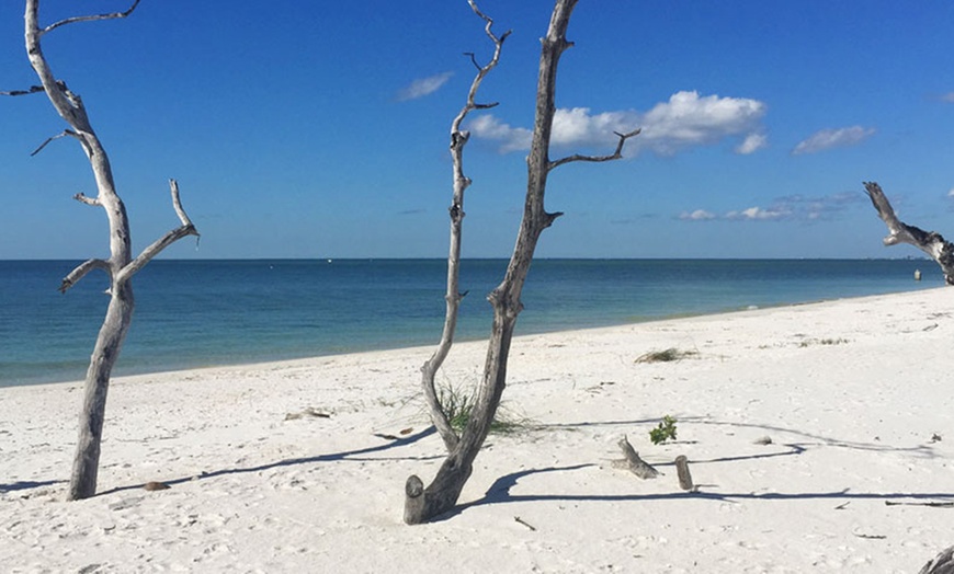 Image 2: Shell Wildlife Eco Tour or Amazing Cape Romano/10,000 Island Adventure