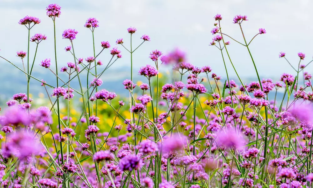 NatureNest 'Zoë'-borderpakket
