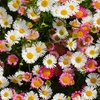 Image 1: Perennial Daisy Erigeron karvinskianus - 1, 2 or 3 Potted Plants
