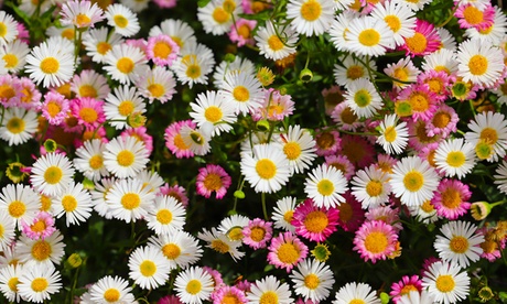 Groupon Unisex White Perennial Daisy Erigeron Karvinskianus - 1 2 Or 3 Potted Plants: One