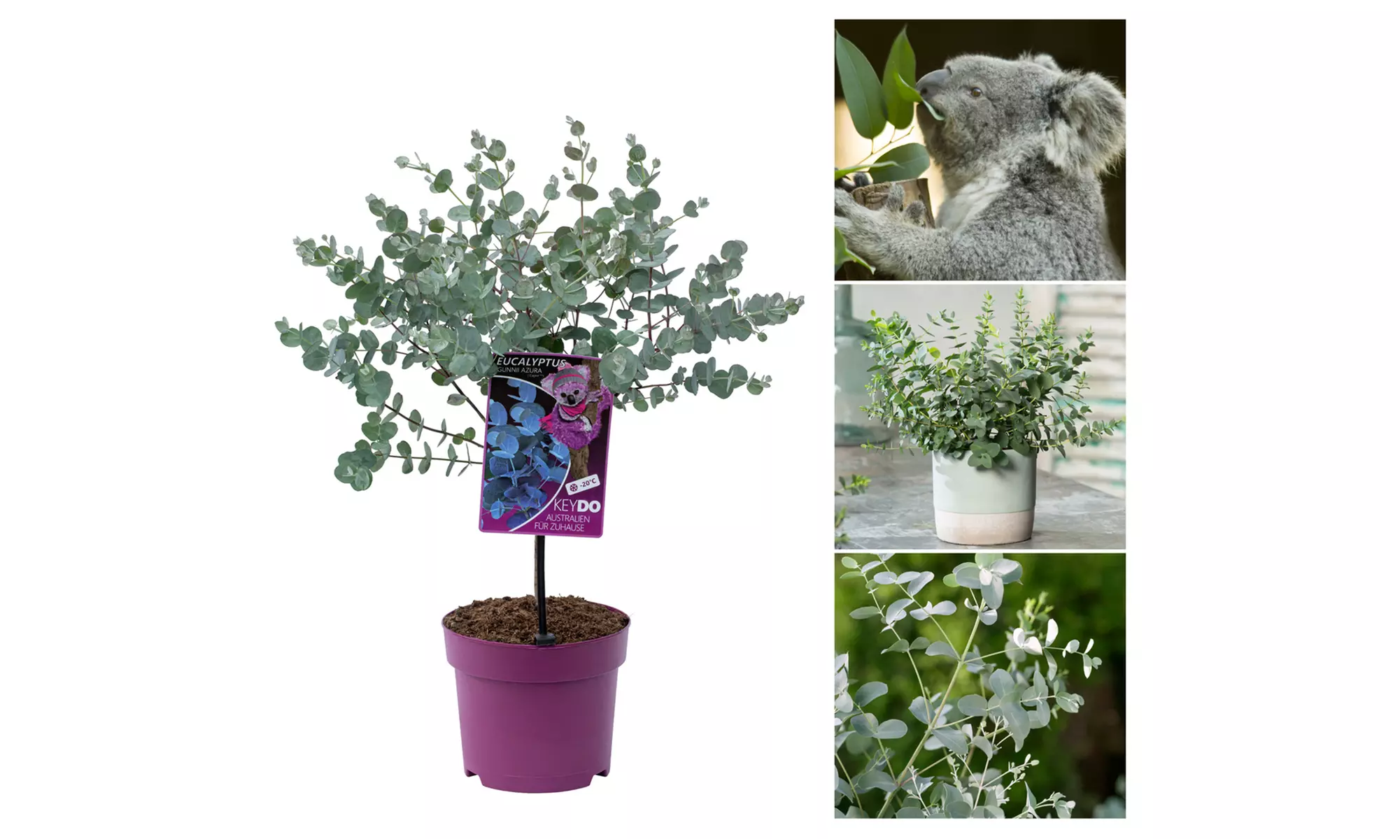 1x oder 2x Eukalyptus-Baum, inkl. Versand - Primary Image