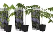 3er- oder 6er-Set Chinesische Wisteria, inkl. Versand - Second Medium