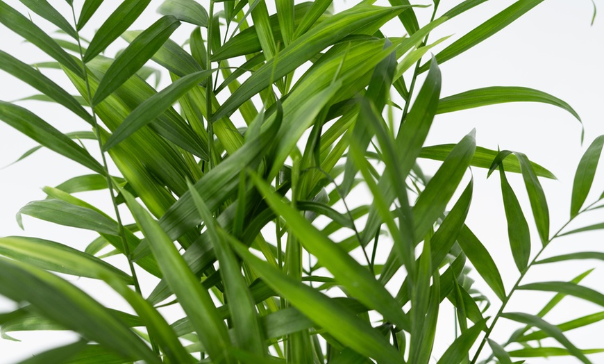 Image 2: 1 ou 2 palmiers nains mexicains "Chamaedorea Elegans"