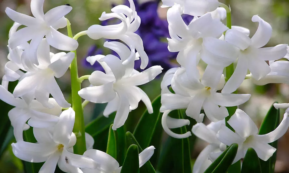 All White Flower Garden Collection (25-Bulbs) - Second Medium
