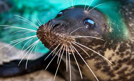 $25 for a One-Year Family Membership to Aquarium of Niagara ($50 Value) - Primary Image