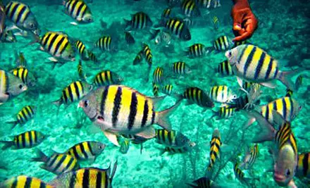 Morning Snorkeling Trip with Gear Rentals for One or Two from Reef Roamer and Quicksilver Catamarans (Up to Half Off) - Primary Image