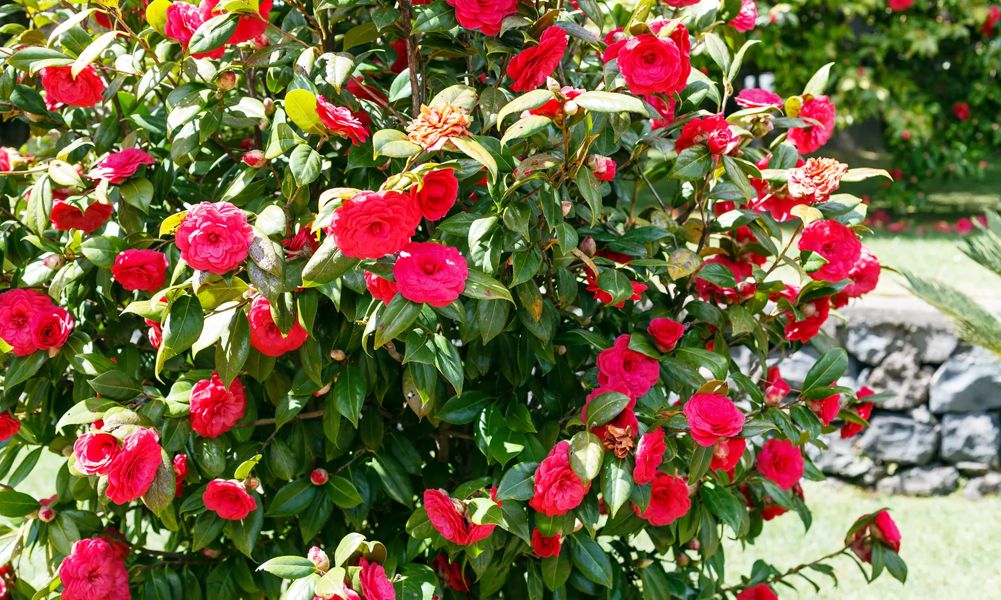 1 o 2 arbustos de camelia «rosa japonesa» con flores de color a elegir, entregados en embalaje elegante - Primary Image
