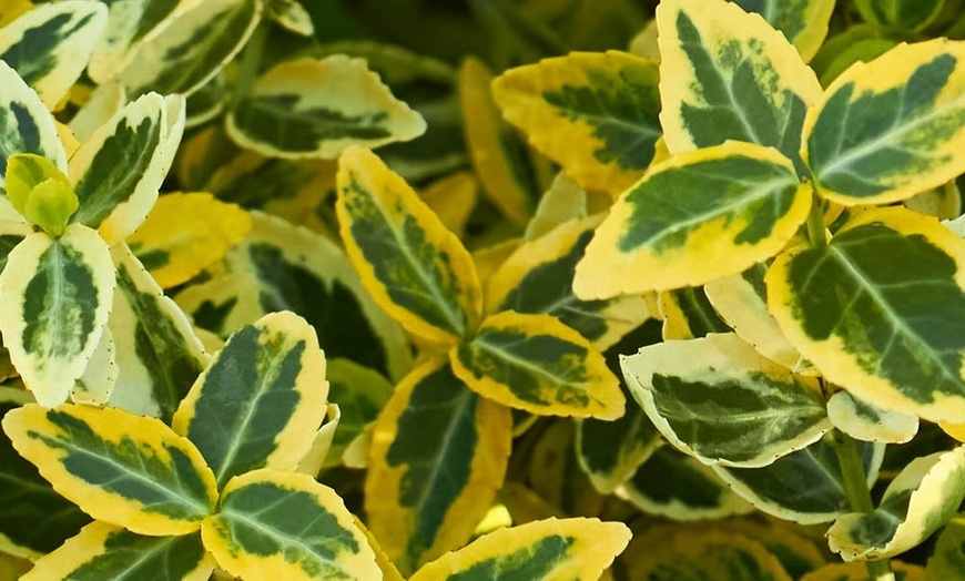 Image 4: One or Two Euonymus 'Emerald 'n' Gold' Standard Trees