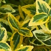 Image 4: One or Two Euonymus 'Emerald 'n' Gold' Standard Trees