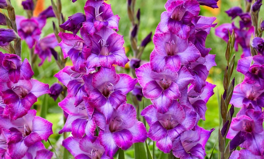 Image 4: 24 or 48 Gladioli 'Gladdies Trio' Bulbs