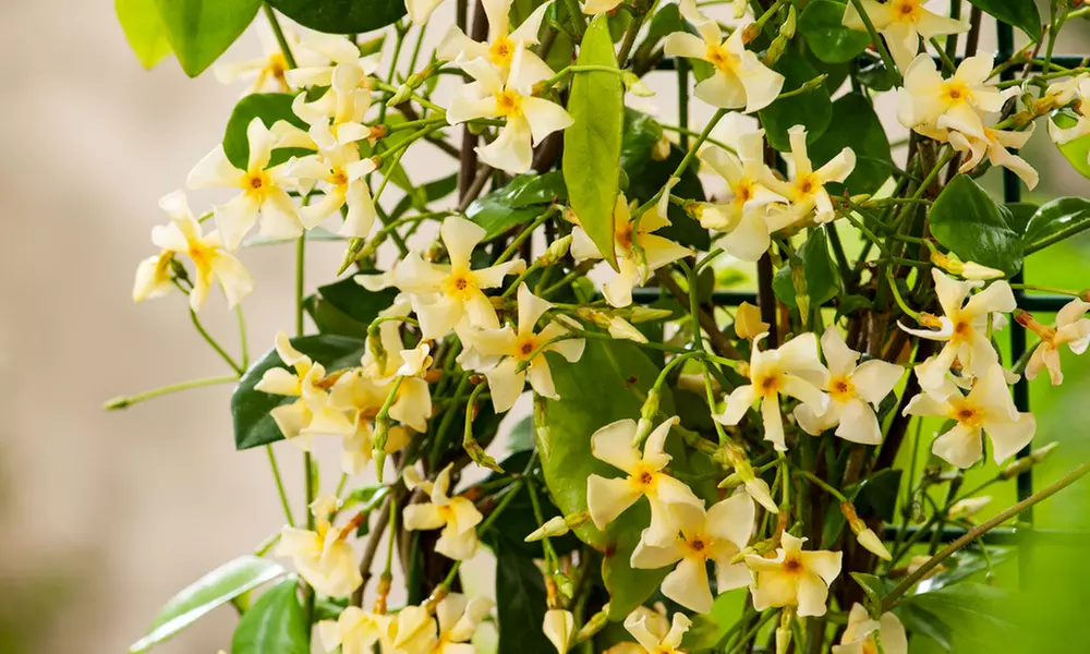 Set de 1 o 2 plantas de jazmín toscano XXL, de Gardenzo