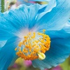 Image 2: Meconopsis Himalayan Blue Poppy