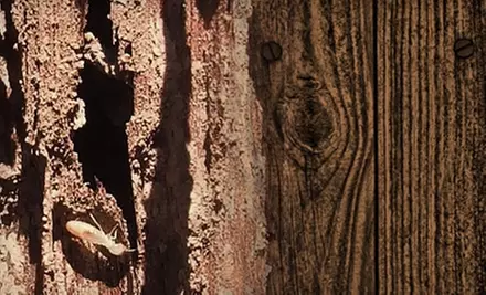 $69 for an Indoor and Outdoor Pest-Control Treatment from Arizona Pest Control ($120 Value) - Primary Image