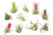Lotto da 5 o 10 tillandsia – piante aeree decorative e facili da curare (Tillandsia) - Image 3