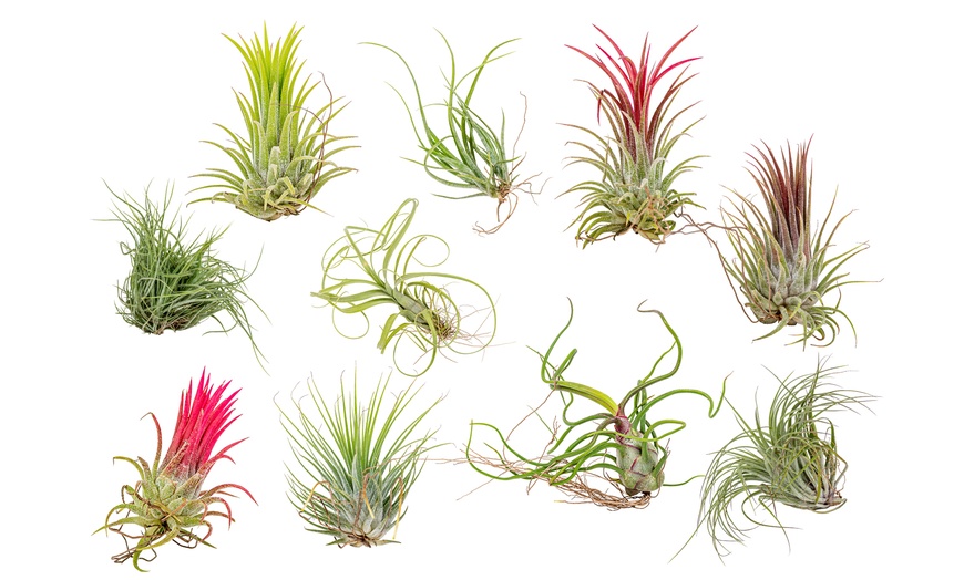 Image 3: 5 o 10 piante d'aria Tillandsia 