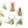 Image 3: 5 o 10 piante d'aria Tillandsia 