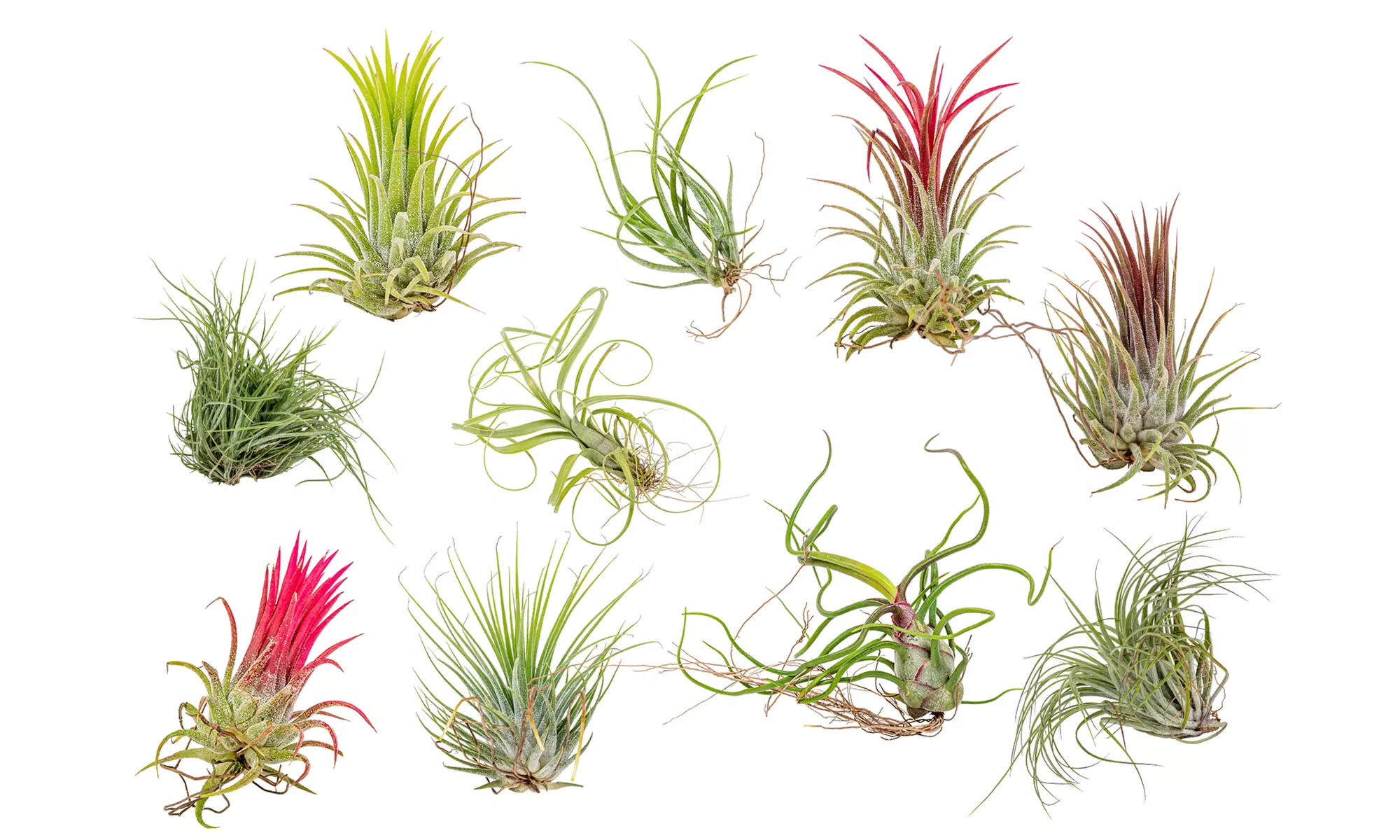 5 o 10 piante d'aria Tillandsia