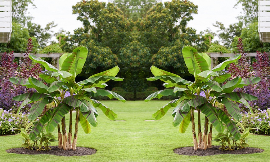 Image 2: Red Hardy Banana - Ever Red - 1 or 3 Potted Plants