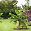 Image 2: Red Hardy Banana - Ever Red - 1 or 3 Potted Plants