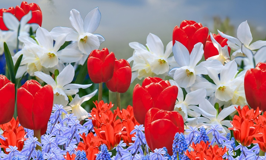 Image 4: 125 ou 250 bulbes à fleurs printanières Perfect Plant Deal B.V.