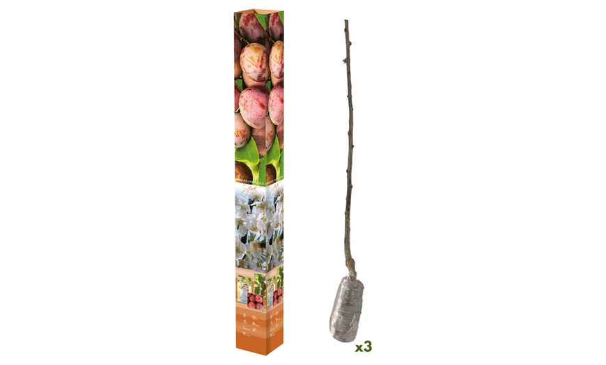 Image 8: Set di 3 alberi di alberi da frutto