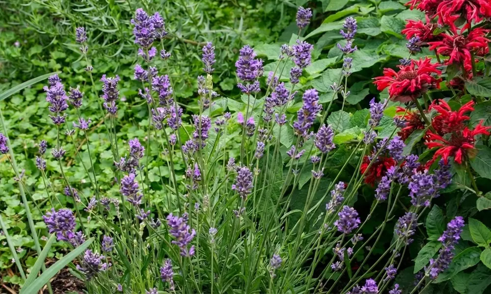 Upto 60 Lavender Munstead Plants