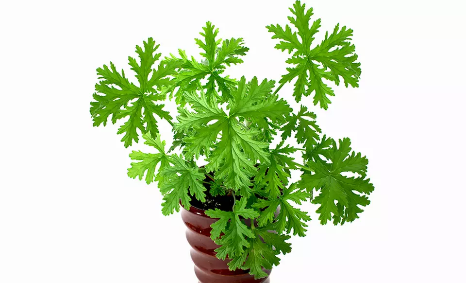 Mosquito-Repellent Citronella Plant - Second Medium