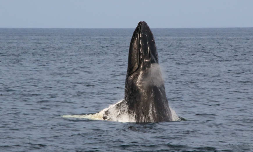 Image 19: Whale Watching Tour | Guaranteed Sightings | Cape Ann 