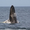 Image 19: Whale Watching Tour | Guaranteed Sightings | Cape Ann 