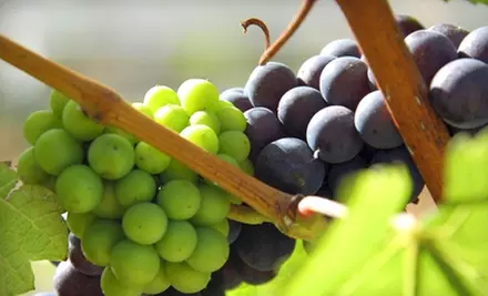 $64 for Luxury Wine Tour from Holme Grown ($129 Value) - Primary Image