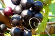 Muscadine Grape Vines - Sweet & Hardy, Disease-Resistant, Self-Fertile Varieties, Outdoor Plants, Free Shipping (Up to 15% Off) - Second Medium